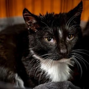 Zbiórka na leczenie Mahonia