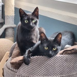 Pepsi i Cola pilnie szukają domu tymczasowego lub stałego