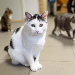 Dzień Kota w Kotikowie – 17 lutego 2026